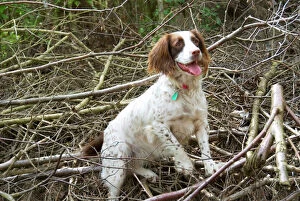 Images Dated 3rd May 2009: Springer Spaniel Dog - amongst brushwood