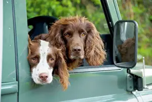 Vehicles Prints: Springer Spaniel Dog - & Field Spaniel looking out of car window