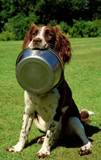 Food In Mouth Collection: Springer Spaniel Dog - with food bowl