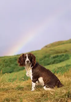 Rainbows Prints: Springer Spaniel Dog - & rainbow