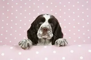 Springer Spaniel - puppy (approx 10 weeks old) with paws over ledge
