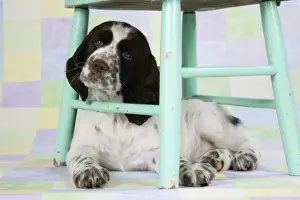 Springer Spaniel - puppy (approx 10 weeks old) underneath a chair