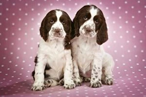 Images Dated 28th February 2007: Springer Spaniels - puppies (approx 10 weeks old) sitting