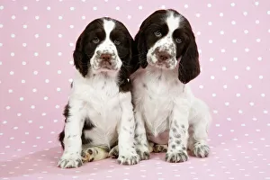 Springer Spaniels - puppies (approx 10 weeks old) sitting