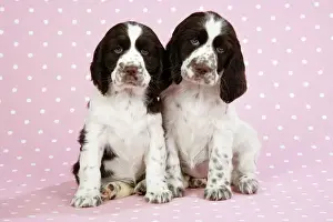 Spaniels Prints: Springer Spaniels - puppies (approx 10 weeks old) sitting