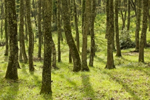 Images Dated 25th April 2009: Springtime in the Bosco Quarto oak woodland on the Gargano Peninsula