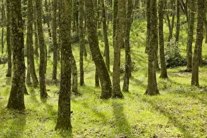 Forestry Prints: Springtime in the Bosco Quarto oak woodland on the Gargano Peninsula, Italy