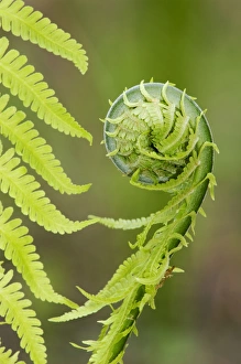 Images Dated 17th July 2008: Sprouts of fern (fragment close-up) in mixed forest