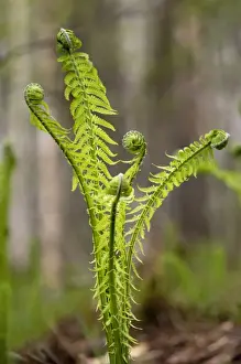 Unfurling Prints: Sprouts of fern in mixed forest
