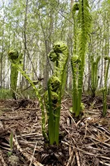 Images Dated 17th July 2008: Sprouts of fern in mixed forest, typical, near Ekaterinburg, Ural Mountains, Russia; early spring