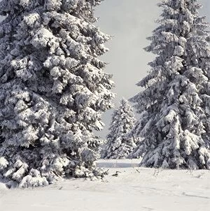 Spruce Fir Trees - covered in snow