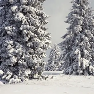 Festive Prints: Spruce Fir Trees - covered in snow - High Fens - Belgium