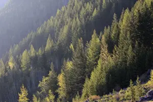 Spruce forest. Glacier National Park - Montana - USA. Borders Waterton Lakes National Park - Aberta - Canada. Waterton-Glacier International Peace World Heritage site