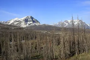 Spruce forest. Glacier National Park - Montana - USA. Borders Waterton Lakes National Park - Aberta - Canada. Waterton-Glacier International Peace World Heritage site