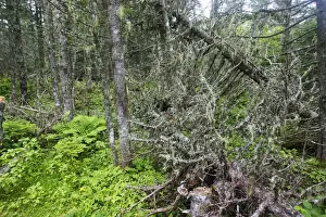 Spruces Prints: Spruce Forest Quebec, Canada