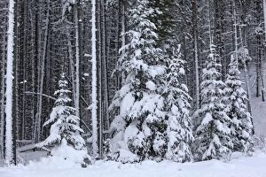 Trees Collection: Spruce forest in the Rocky mountains around Jasper National Park. Alberta - Canada