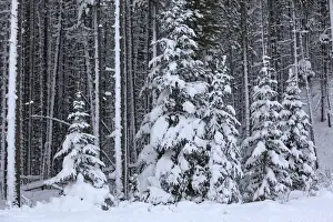 Spruce Prints: Spruce forest in the Rocky mountains around Jasper National Park. Alberta - Canada