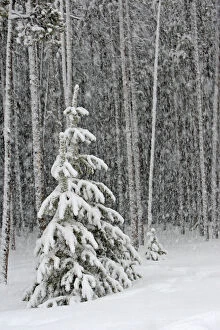Spruce Forest - in snow