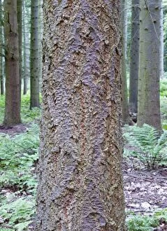 Images Dated 26th July 2010: Spruce Tree - bark