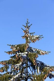 Images Dated 16th November 2011: Spruce Tree - with fructifications and frost