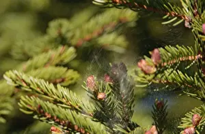 Pollenation Prints: Spruce tree releasing pollen as a bird leaves it's perch. Maine, USA in June