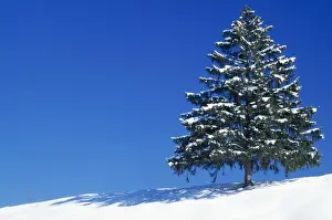 Spruces Prints: Spruce Tree In winter snow, Germany