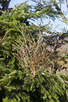 Images Dated 16th November 2011: Spruce Tree - with Witch's Broom (dense mass of)