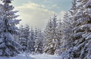 Spruces Prints: Spruce in winter - Belgium