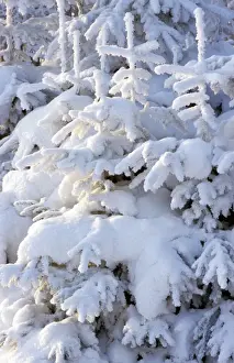 Spruce in winter - Belgium