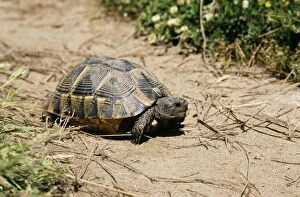 Images Dated 21st September 2004: Spur-thighed Tortoise