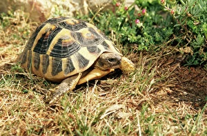 Spur-Thighed TORTOISE