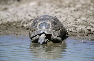 Spur-thighed Tortoise