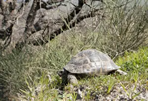Greek Prints: Spur-thighed Tortoise - in the countryside of West Lesvos (Lesbos) - Greece