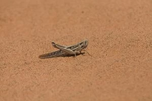 Spur-throated Plague Locust