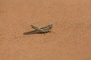 Locusts Prints: Spur-throated Plague Locust - on a sand dune near Mac Clark (Acacia peuce) Reserve