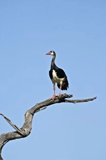 Spur-winged Goose - On dead branch