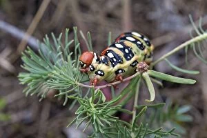 Butterflies And Moths Gallery: Spurge Hawkmoth  caterpillar feeding on Spurge plant