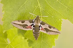Hawk Moths Prints: Spurge Hawkmoth - resting on leaf 005796