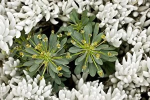A Spurge among the leaves of the succulent Senecio