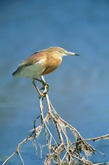 Iran Prints: Squacco Heron GET 123 Ardeola ralloides © Geoff Trinder / ardea. com