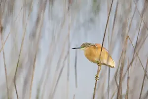 Huelva Prints: Squacco Heron - adult hunting among reeds - Southern Spain