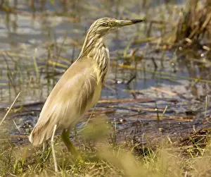 Squacco Heron (Ardeola ralloides) in breeding plumage, spring; Coto Donana, Andalucia, Coto Donana
