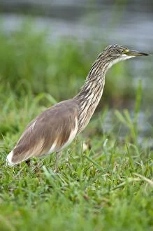 Images Dated 22nd October 2010: Squacco Heron - on bank of river - Chobe River - Botswana