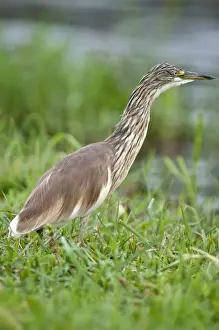 Squacco Heron - on bank of river - Chobe River - Botswana