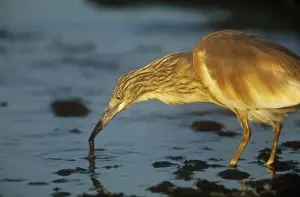 Squacco Heron - feeding
