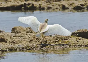 Middle East Prints: Squacco Heron - landing on rocks - Southern Turkey - May