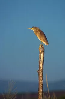 Post Gallery: Squacco Heron - Perched on wooden post