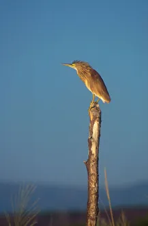 Post Gallery: Squacco Heron - Perched on wooden post
