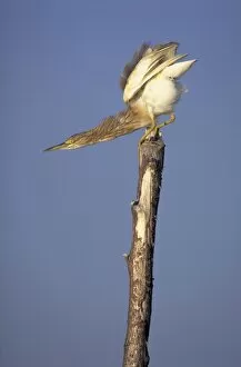 Squacco Heron - Preparing for take-off