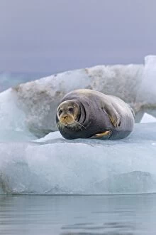 Square Flipper / Bearded Seal - lying on a piece of ice